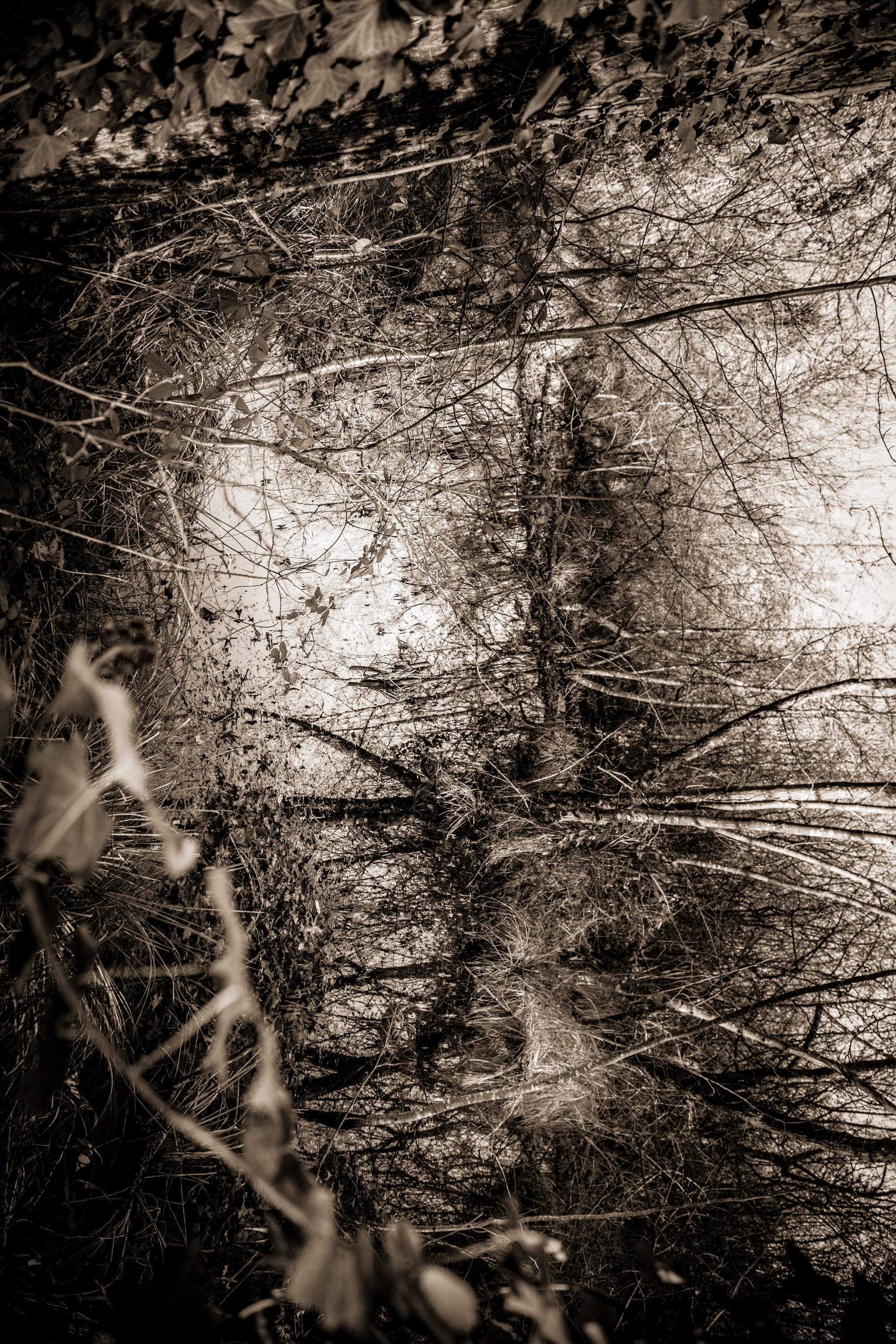 D'une plante à l'autre